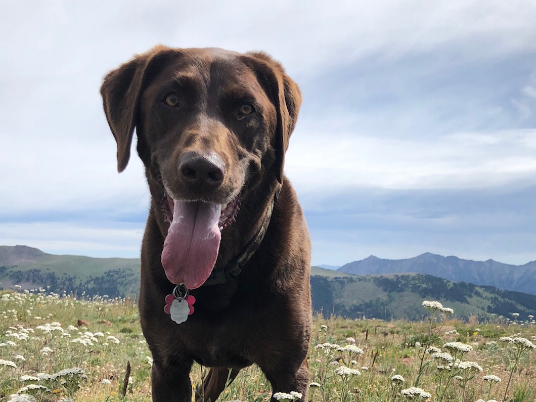 happy olive animal assisted therapy